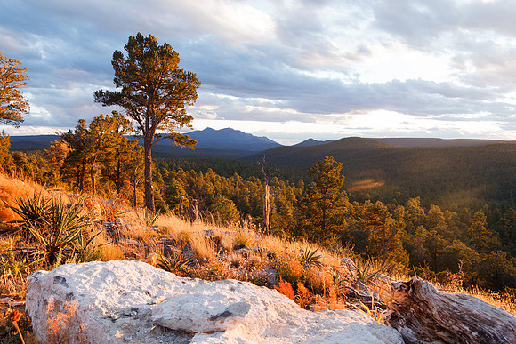 Limestone in Manzano Mountains