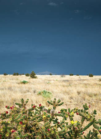 Labajada Cholla
