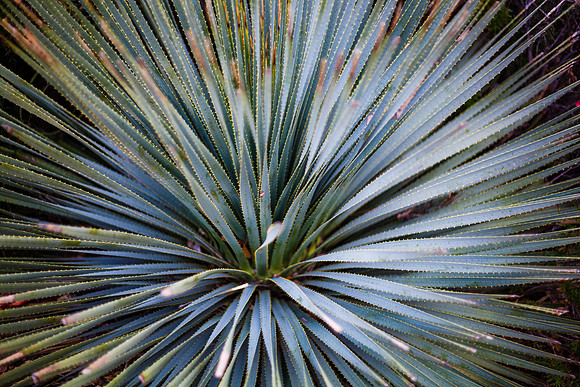 Narrow Leaf Blue Agave
