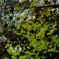 Brown and Green Lichen on Granite - Vallecitos