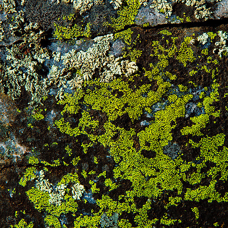 Brown and Green Lichen on Granite - Vallecitos