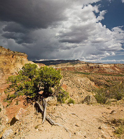 Juniper With a View