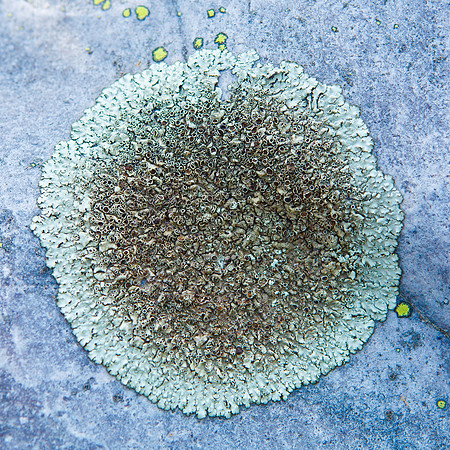 Lichen Burst on Blue Granite