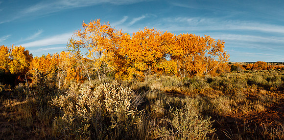 Galisteo Cottonwoods
