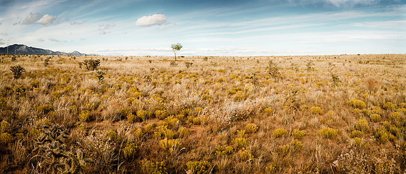 Stanley Grassland