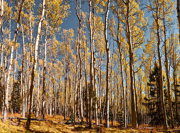 Autumn Aspen Walk I