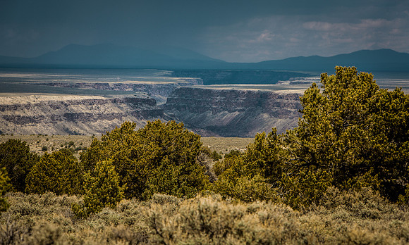 Piñons above Taos Gorge
