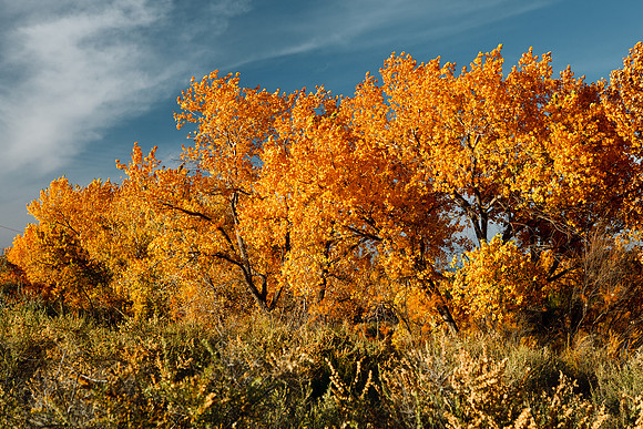 Galisteo Cottonwoods
