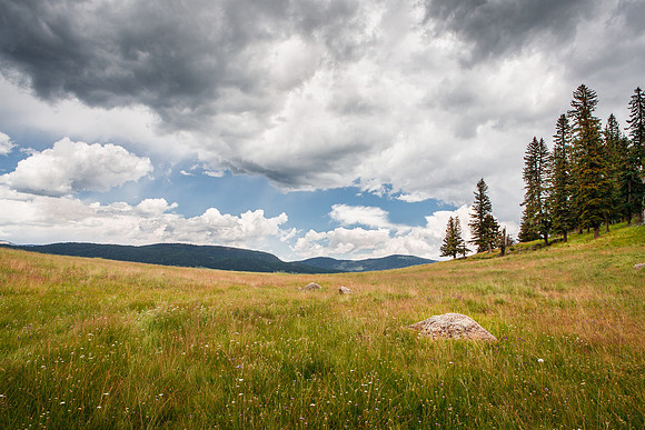 Valles Caldera Meadow