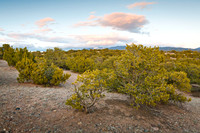 Santa Fe Pińon Sunset