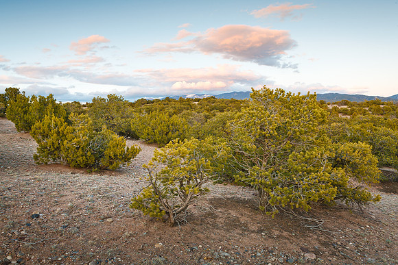 Santa Fe Pińon Sunset