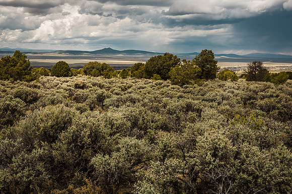 Taos Piñons and Sage