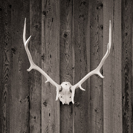 Vallecitos Antlers