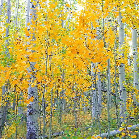 Aspen Glow III