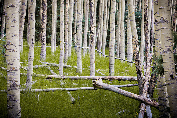 Summer Aspens III