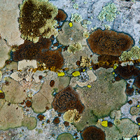 Primordial Map of Lichen