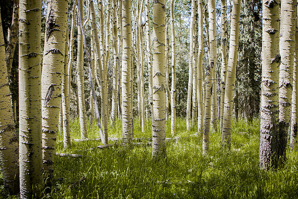Summer Aspens I