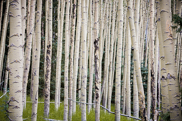 Summer Aspens IV