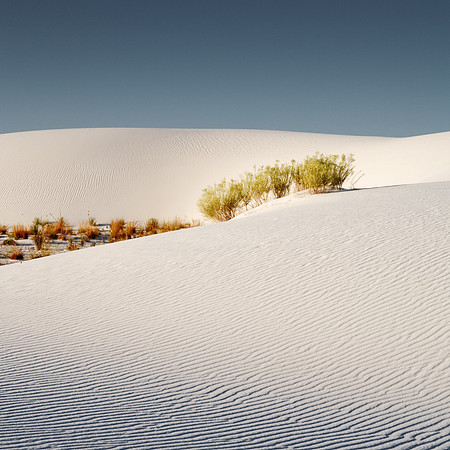 White Sands Chamisa