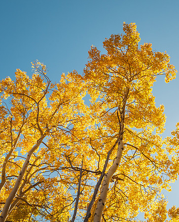 Aspens and Blue Sky I