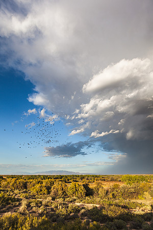 Flock of birds flying over  Sevilleta Wildlife Refuge with Sandias & Manzano Mountains beyond - I
