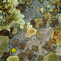 Green Lichen on Granite - Vallecitos