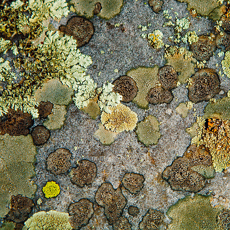 Green Lichen on Granite - Vallecitos