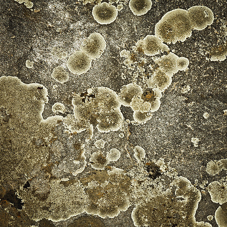 Lichen on Gray Sandstone