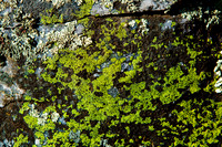Brown and Green Lichen on Granite (full) - Vallecitos