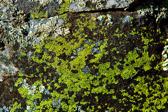 Brown and Green Lichen on Granite (full) - Vallecitos
