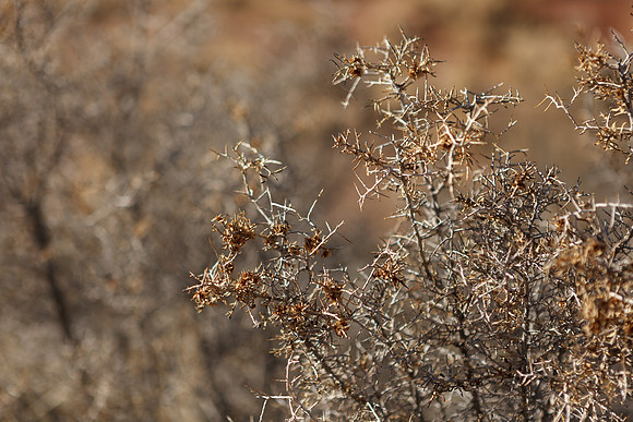 Amadeus_GalisteoRoadside_029