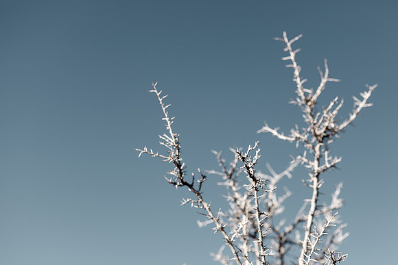 Amadeus_GalisteoRoadside_044