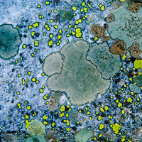 Neon Lichen on Granite - Vallecitos