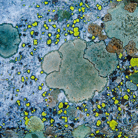 Neon Lichen on Granite - Vallecitos