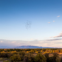 Flock of birds flying over  Sevilleta Wildlife Refuge with Sandias & Manzano Mountains beyond - I