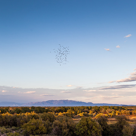 Flock of birds flying over  Sevilleta Wildlife Refuge with Sandias & Manzano Mountains beyond - I