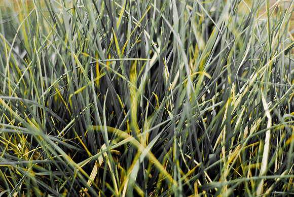 El Guique Field Grass