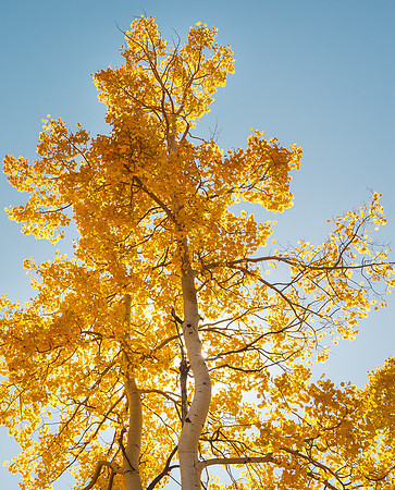 Aspens and Blue Sky II