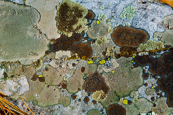 Primordial Map of Lichen (full)