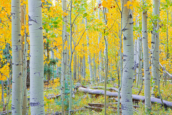 Aspen Glow II