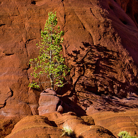 Jémez Pueblo Pine