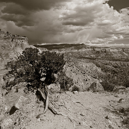 Juniper with a View
