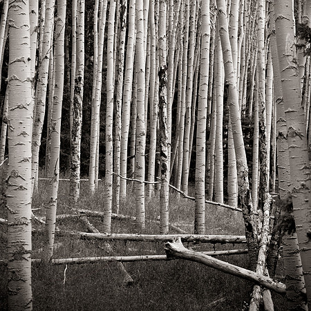 Summer Aspens III - B/W