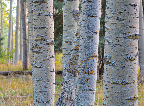 Aspen Trunks in Twilight