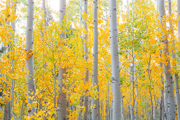 Aspen Glow I