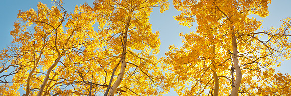 Aspen Trinity II