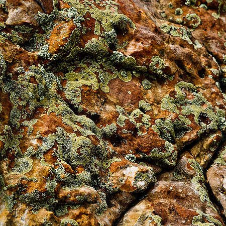 Green Lichen on Sandstone - Abiquiu
