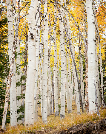 Aspens on a South Slope