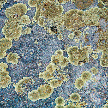 Teal Lichen on Blue Granite