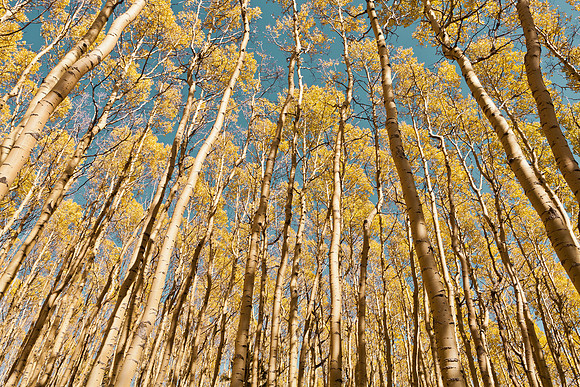 Autumn Aspen Walk II